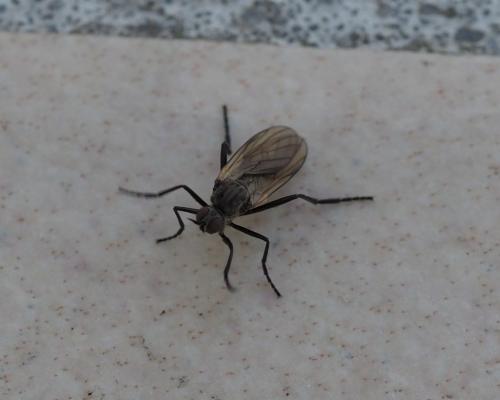 Rhamphomyia sp.